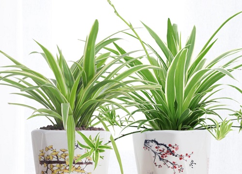 用什么养护吊兰抽穗快又多