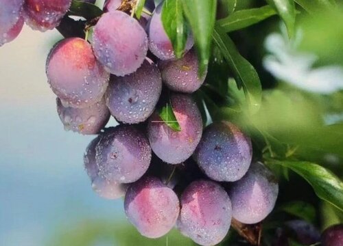 珍珠李什么时候成熟