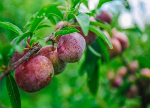 珍珠李什么时候成熟