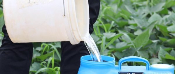 赤霉素的作用和使用方法