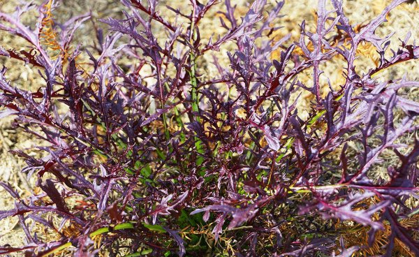 哪些蔬菜可以做蔬菜沙拉