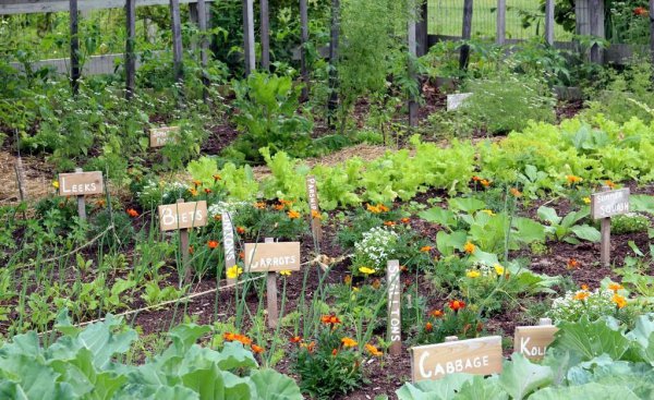 哪些蔬菜可以做蔬菜沙拉