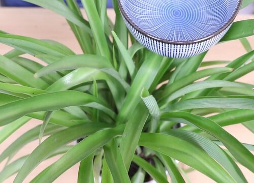 酸奶可以直接浇花吗