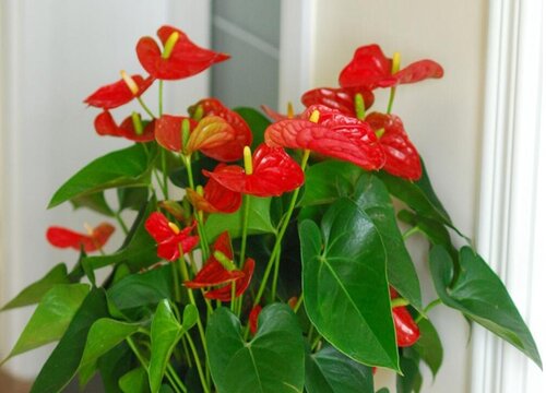 红掌不开花原因及处理办法