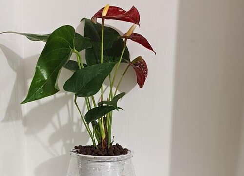 红掌不开花原因及处理办法