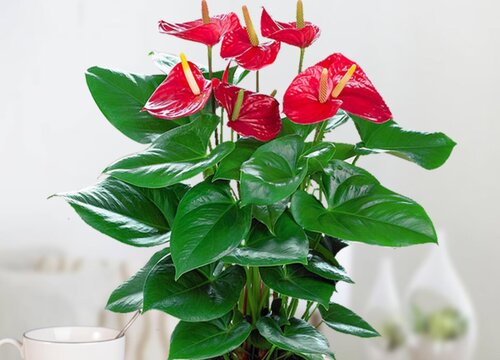 红掌不开花原因及处理办法