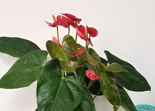 红掌不开花原因及处理办法