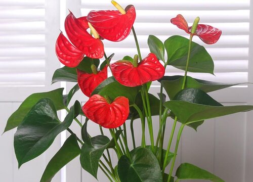 红掌不开花原因及处理办法