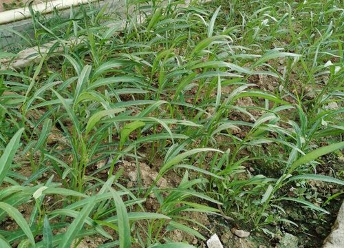 空心菜多久施一次肥