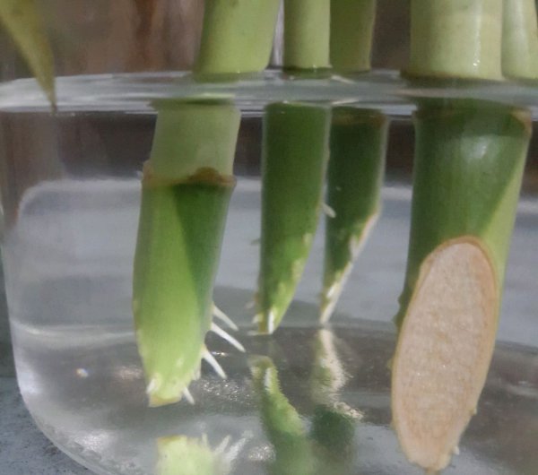 没根的富贵竹怎么养活