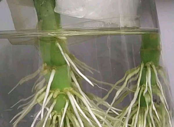 没根的富贵竹怎么养活