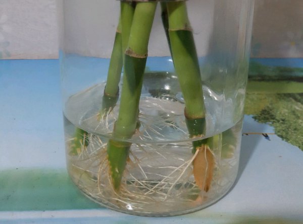 没根的富贵竹怎么养活