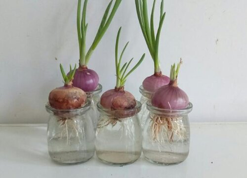 种葱可以水培吗