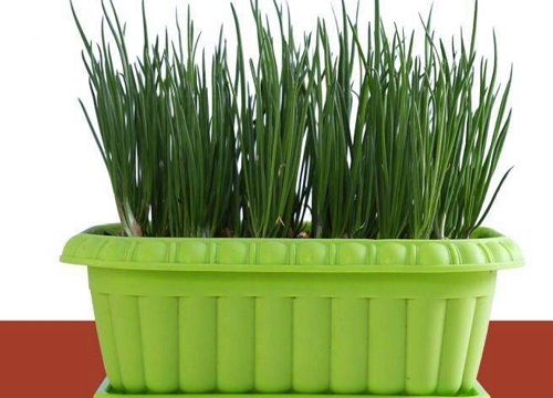 种葱可以水培吗