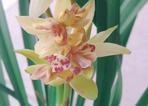 什么兰花好看又好养且容易开花