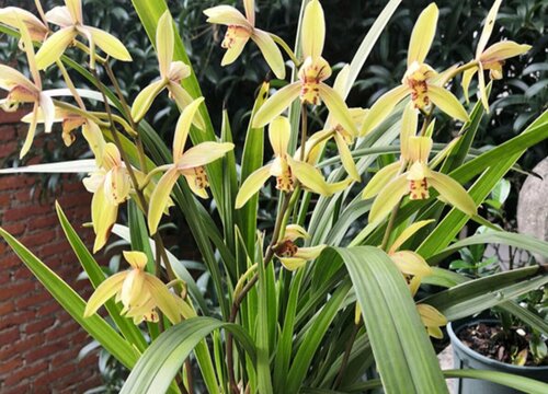 什么兰花好看又好养且容易开花