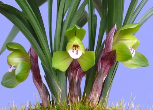 什么兰花好看又好养且容易开花