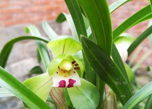 什么兰花好看又好养且容易开花