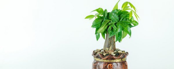 买什么花最进财