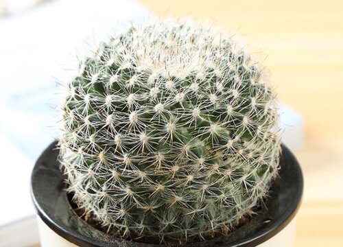 仙人掌可以放室外淋雨吗