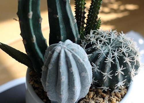 仙人掌可以放室外淋雨吗