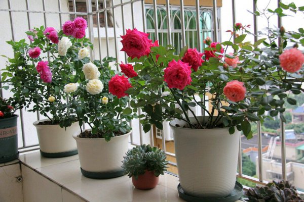 夏天新买的月季如何养护