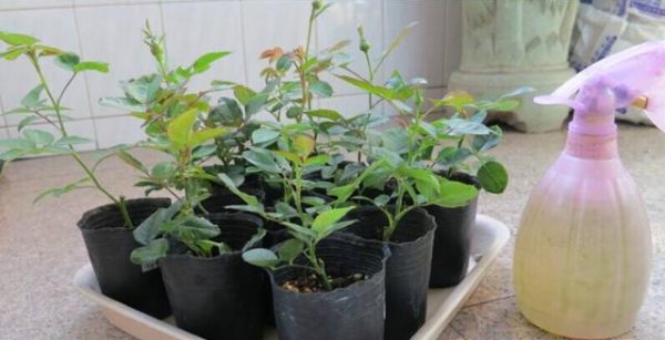 夏天新买的月季如何养护