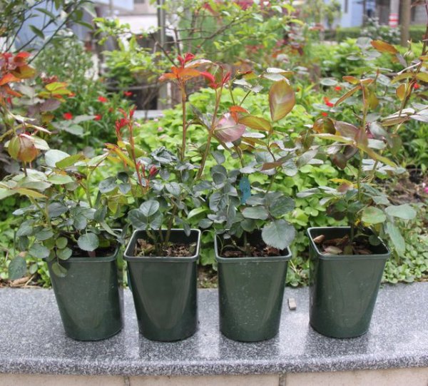 夏天新买的月季如何养护