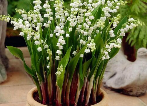 铃兰花的花语是什么