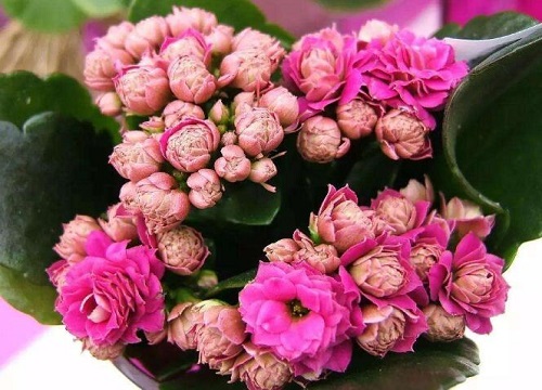 立秋以后如何养长寿花能保证花量更多