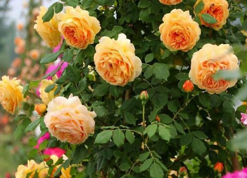 浓香月季品种有哪些