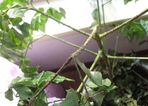 幸福树病虫害防治方法与技术措施