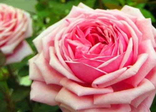 浓香月季品种有哪些