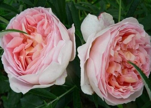 浓香月季品种有哪些