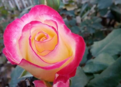 浓香月季品种有哪些