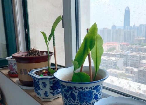 怎样养好昙花才能开花