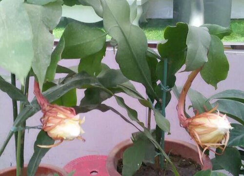 怎样养好昙花才能开花