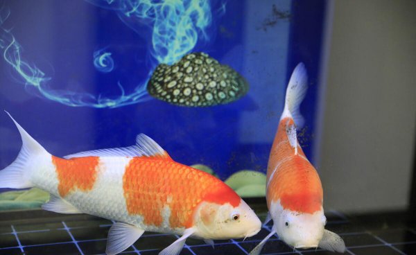 小鱼喂食多久喂一次