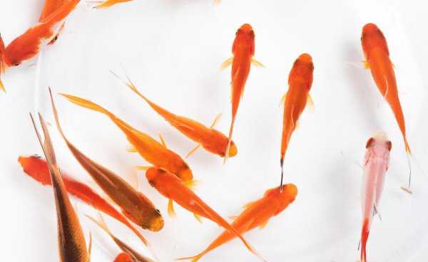 小鱼喂食多久喂一次