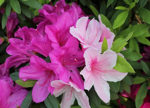 杜鹃花冬天怎么养护