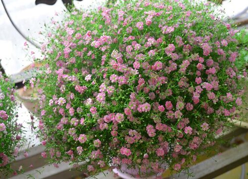 满天星如何养护枝繁叶茂