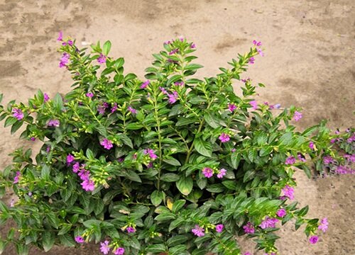 满天星如何养护枝繁叶茂