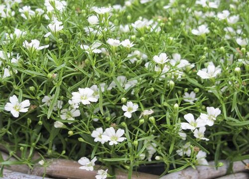 满天星如何养护枝繁叶茂