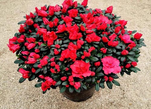 杜鹃花冬天怎么养护