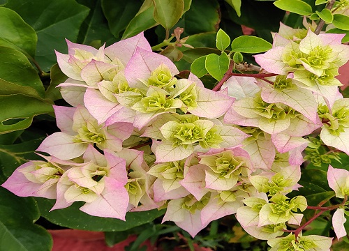 8月怎么养三角梅花苞蹭蹭冒