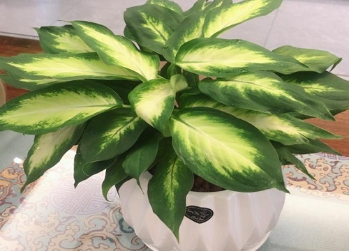 万年青最佳摆放位置