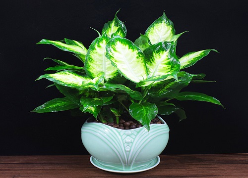 万年青最佳摆放位置