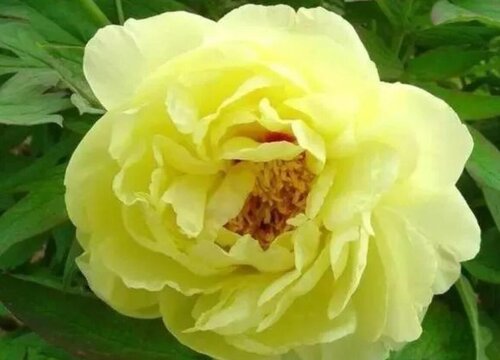 最名贵的樱花品种