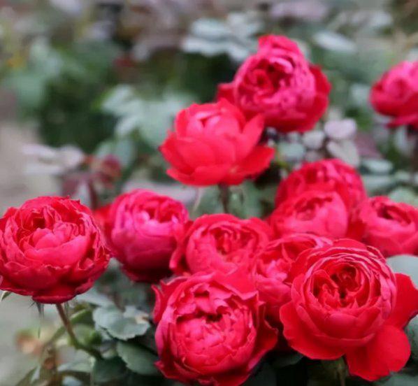 十大浓香型月季花香味排名