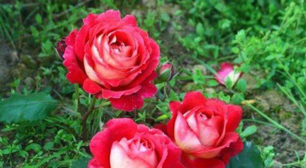 十大浓香型月季花香味排名